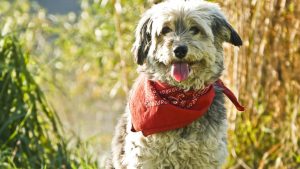 dog-78657_1920-min
